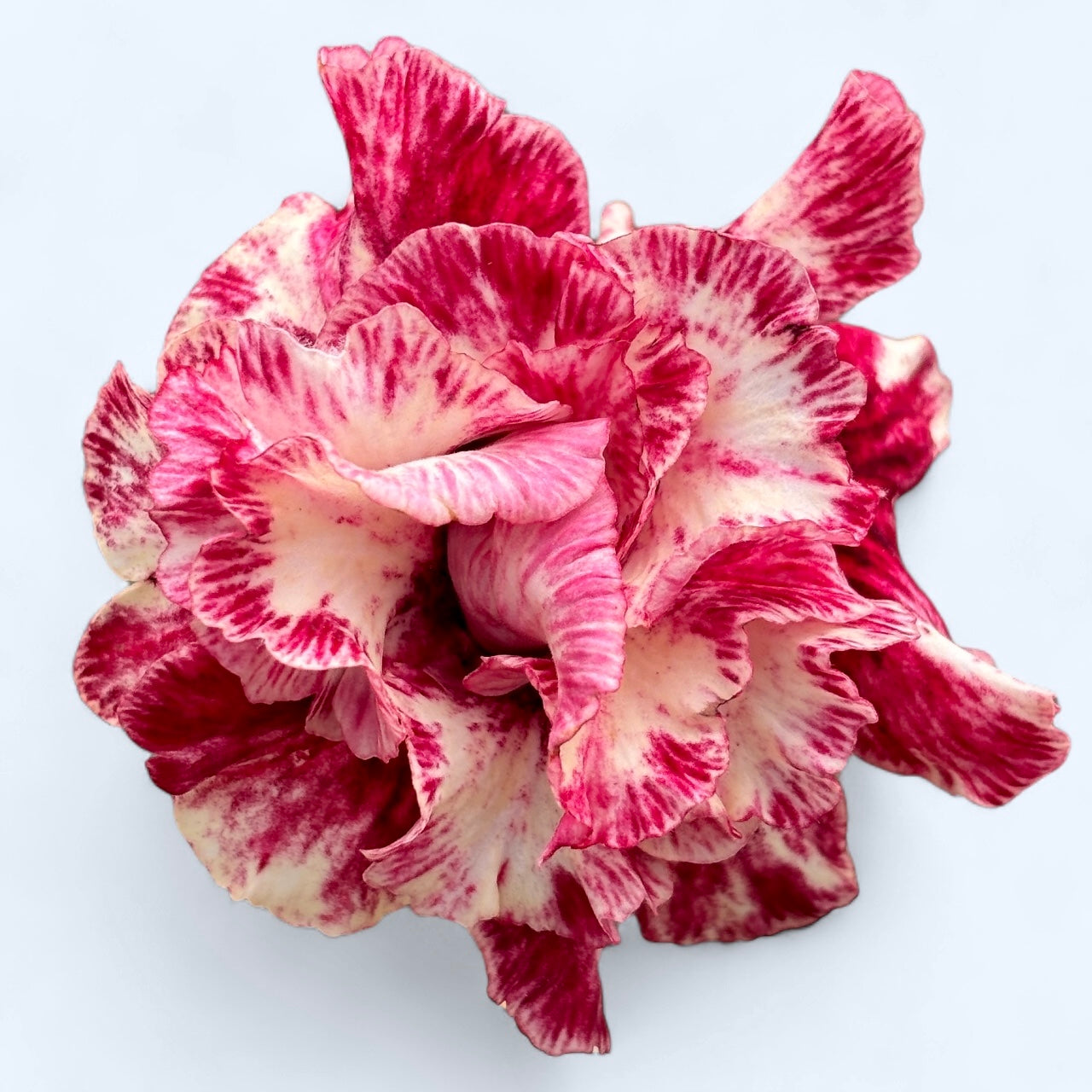 Adenium obesum 'Waltz'