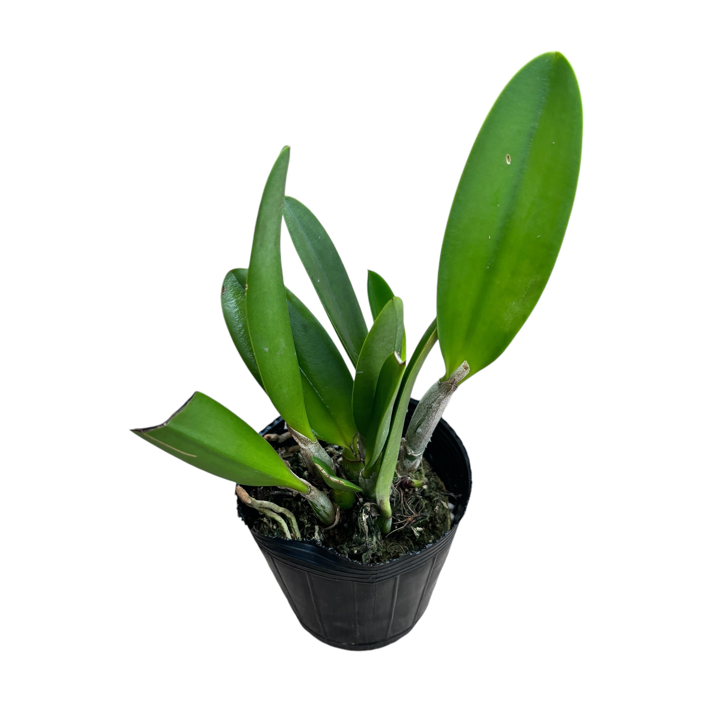 Cattleya Haw Yuan Angel 'Little Beautiful' - parfumée