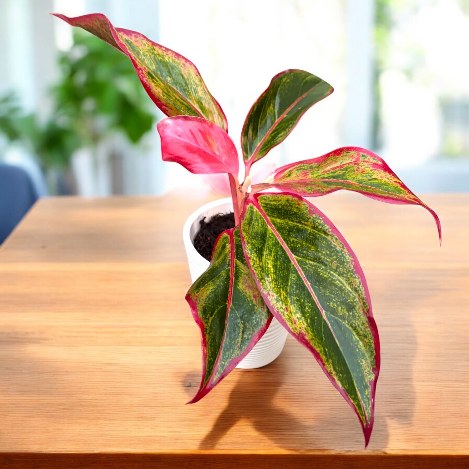 Aglaonema Crete (Siam Aurora, Dschungelrot)