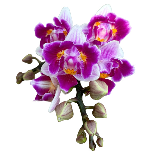 Phalaenopsis Lioulin Grape (peloric 3-lips)