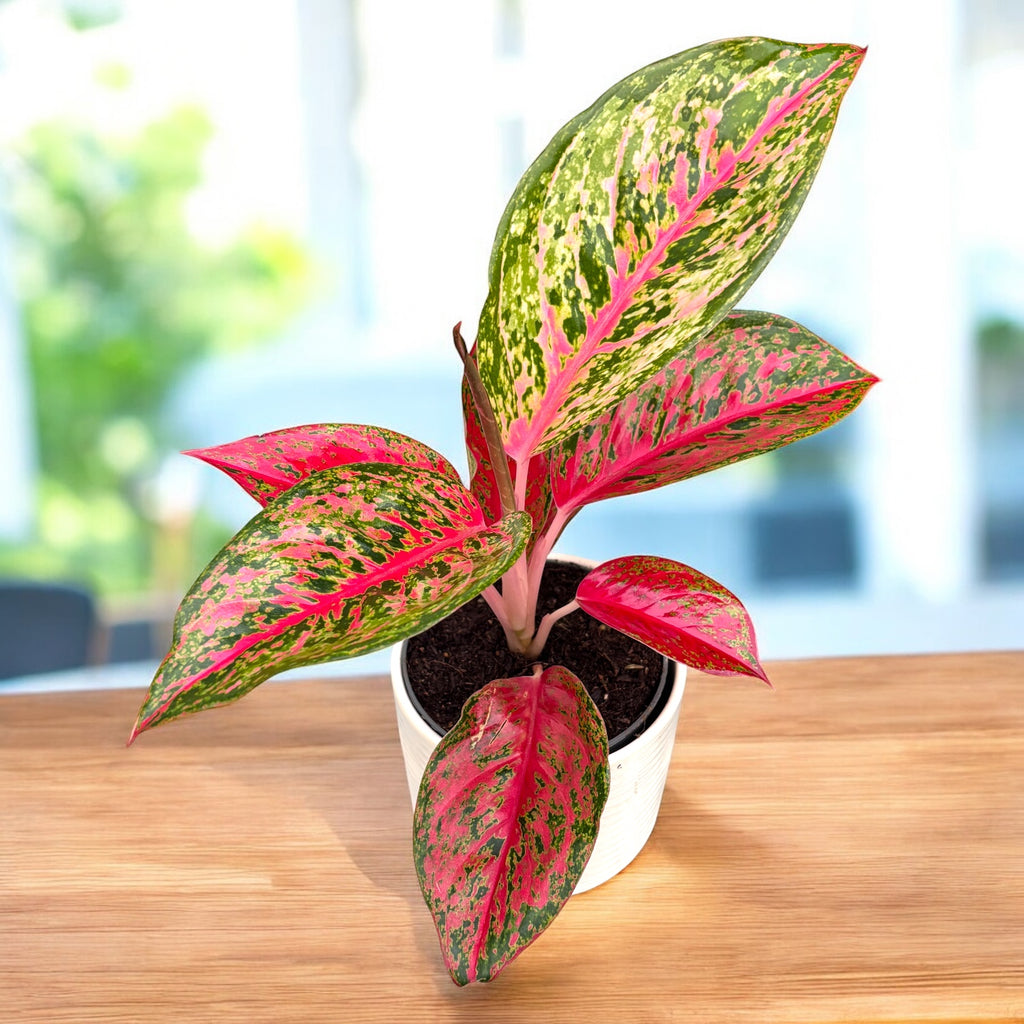 Aglaonema 'Lychee Red'