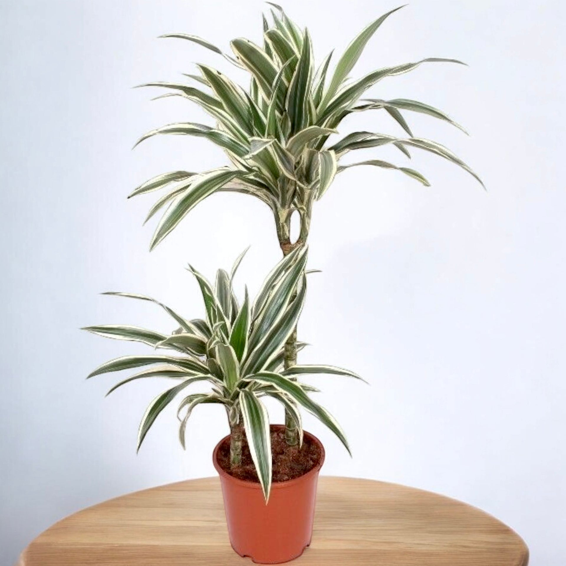 Dracaena 'White Stripe' 2T – eleganta verticala si frunzis bicolor pen –  Secret Garden Plant Shop