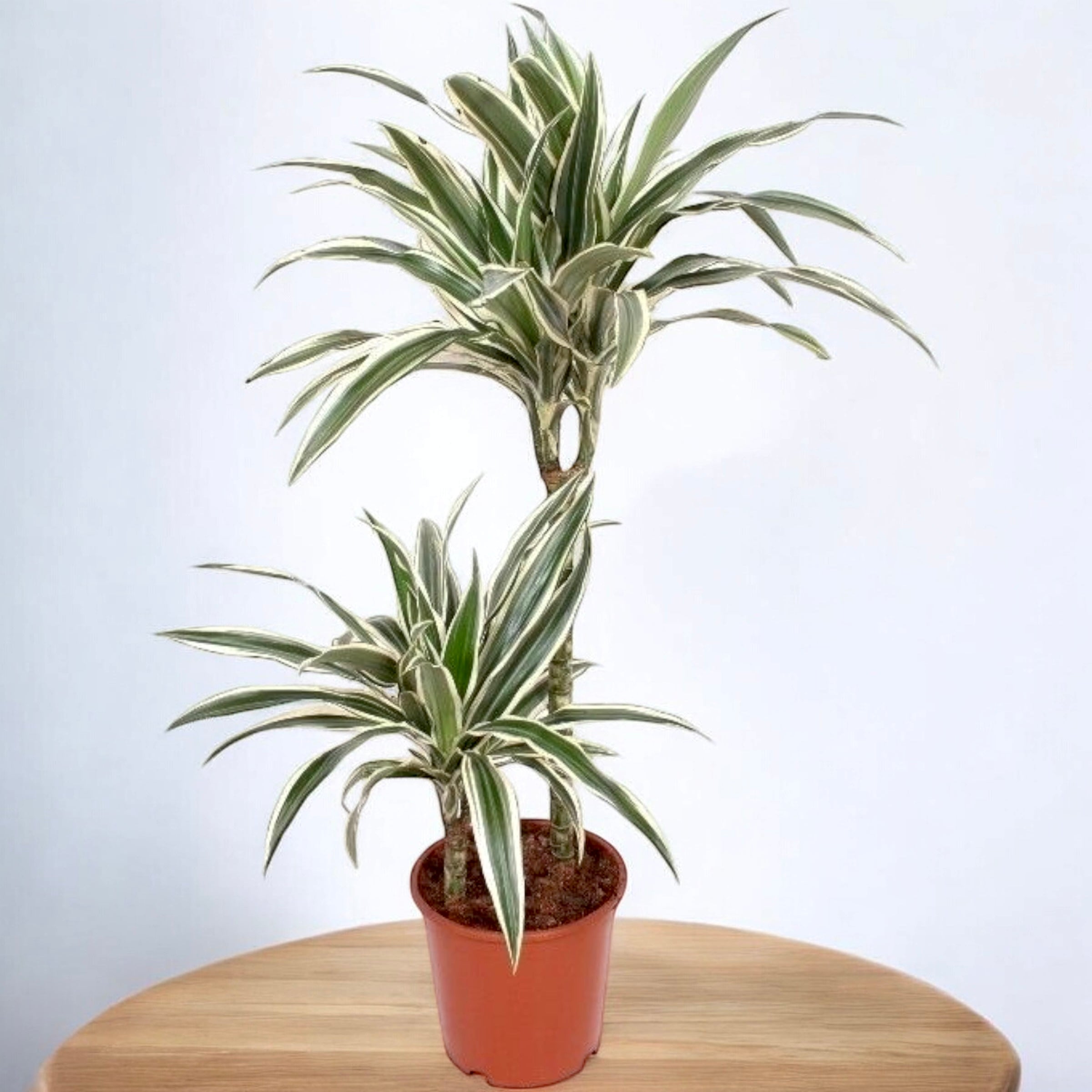 Dracaena ‘White Stripe’ 2T – elegante verticaliteit en bicolor blad voor moderne interieurs