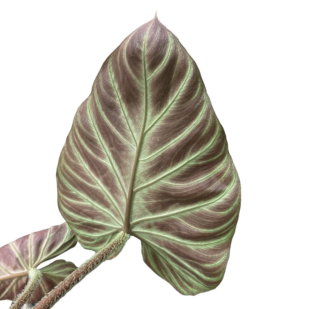 Philodendron verrucosum 'Incensi'