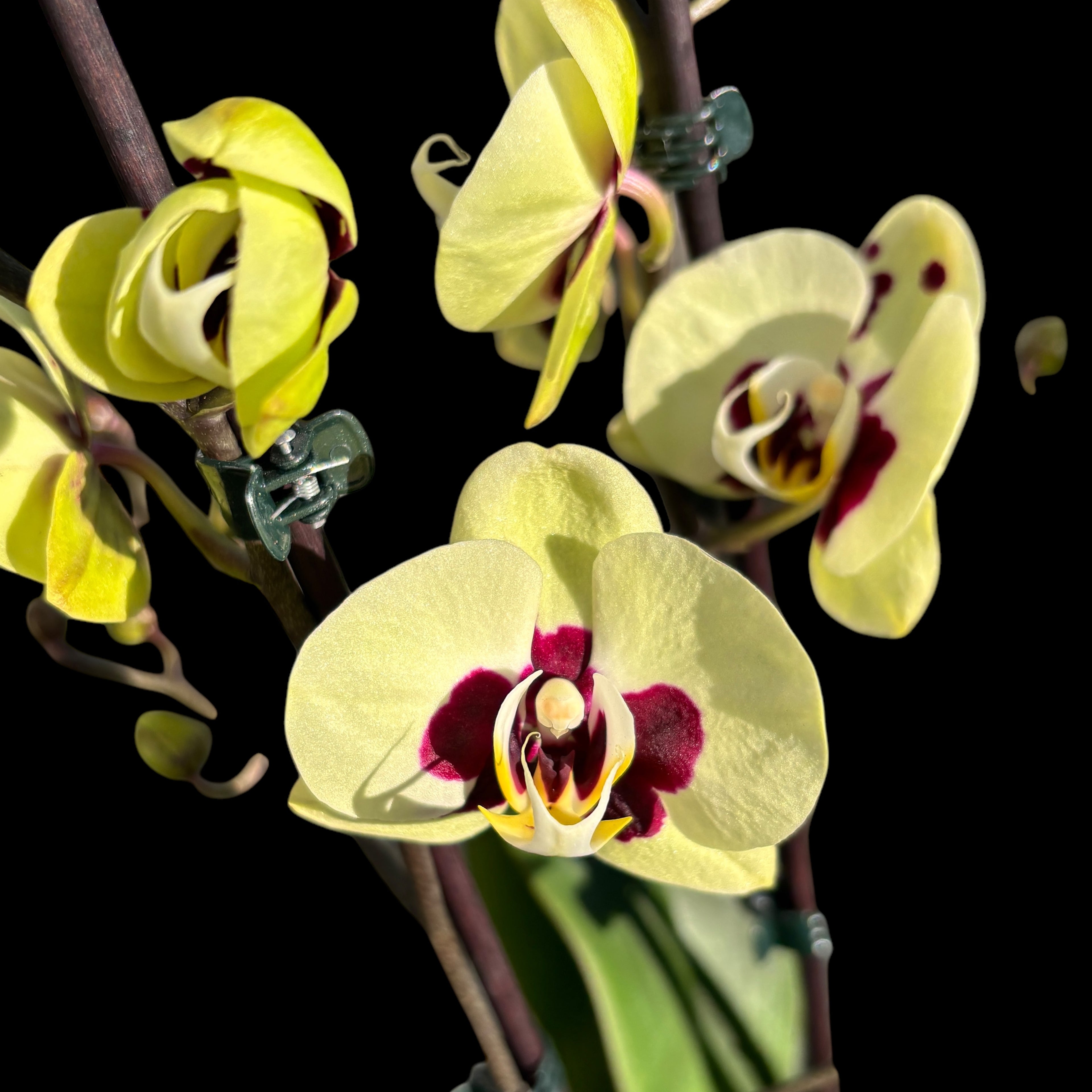 Phalaenopsis Winehoud