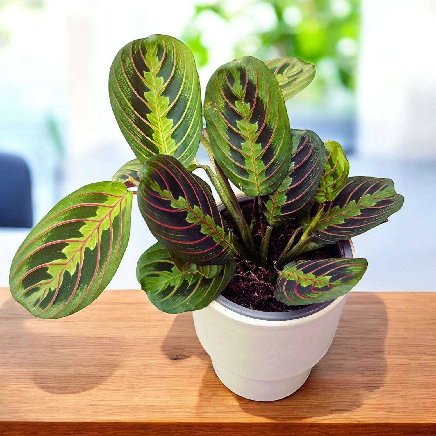prayer planta Maranta leuconeura var. erythroneura (Tricolor)