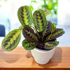 Maranta leuconeura var. erythroneura (Tricolore) - Plante qui prie (Plante de prière)