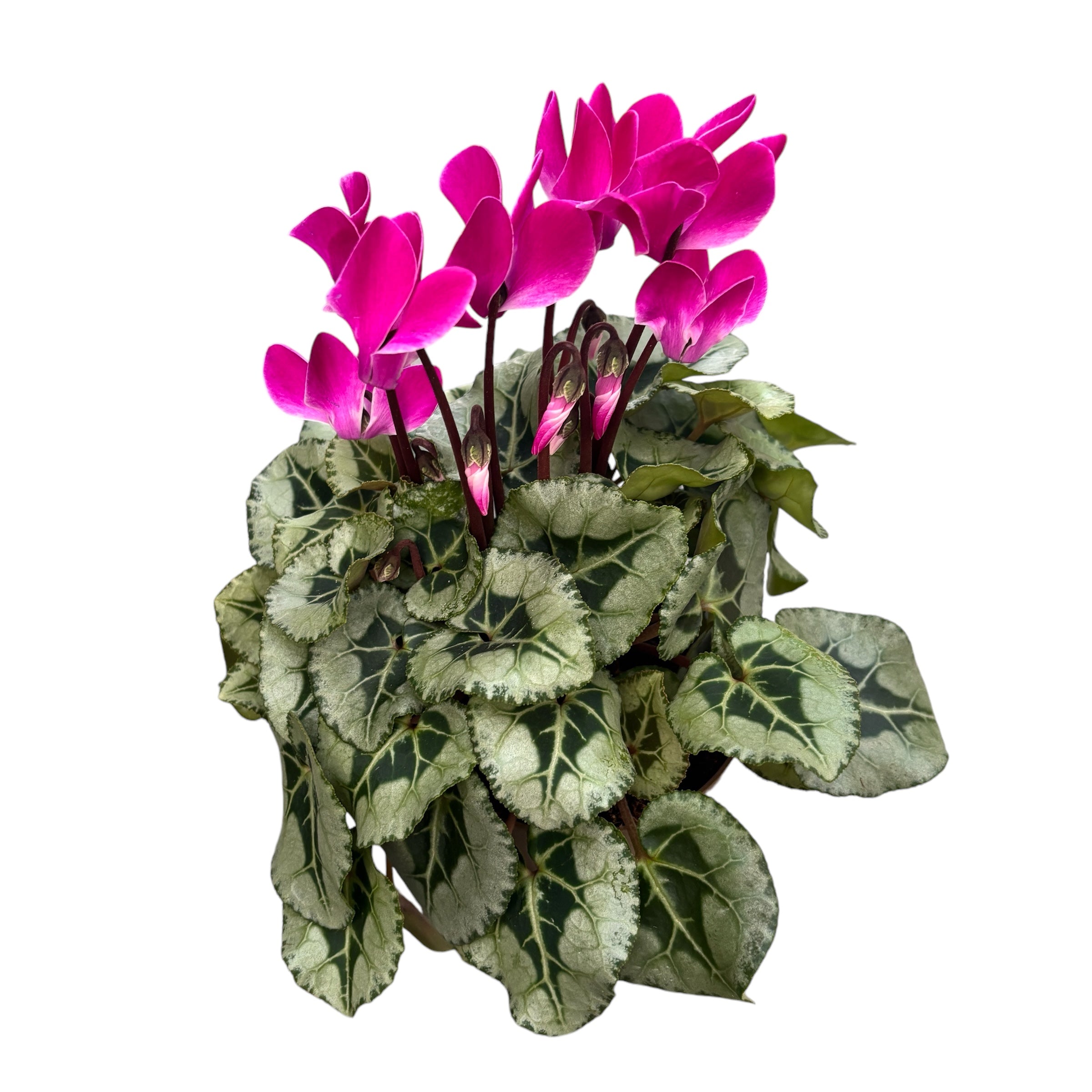 Cyclamen Picasso mix