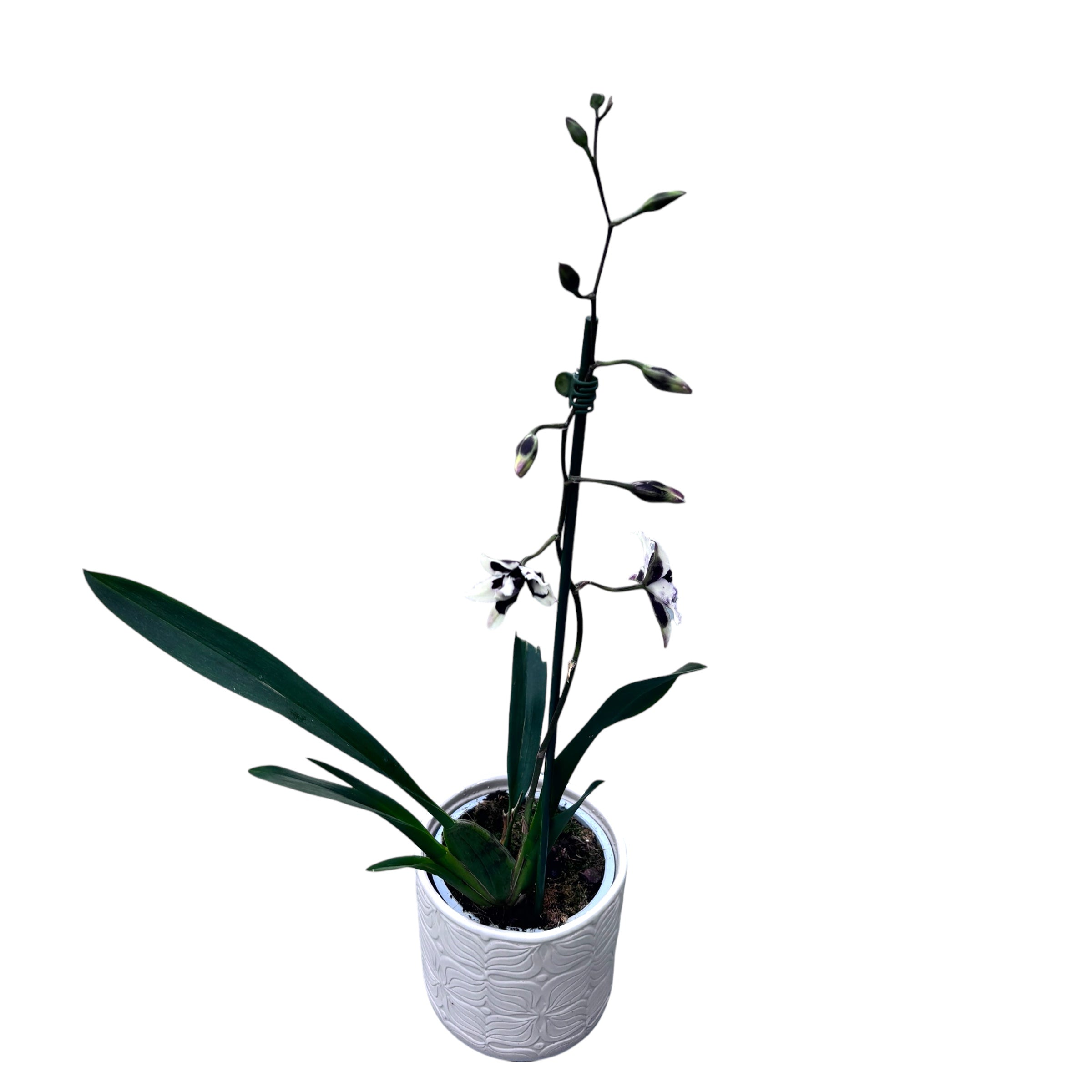 Aliceara (Beallara) parfumata