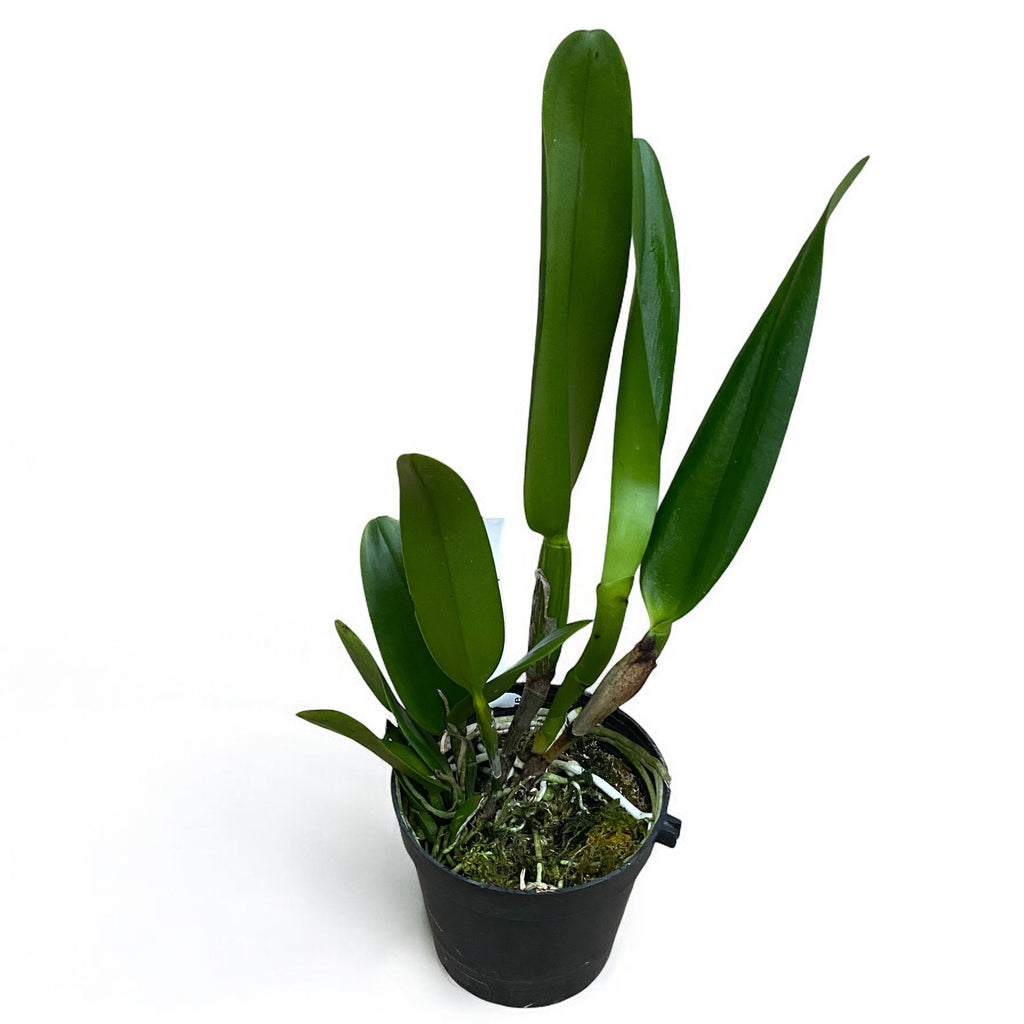 Rth. Chief Sweet Orange 'Sweet Orange' AM/AOS * voňavá