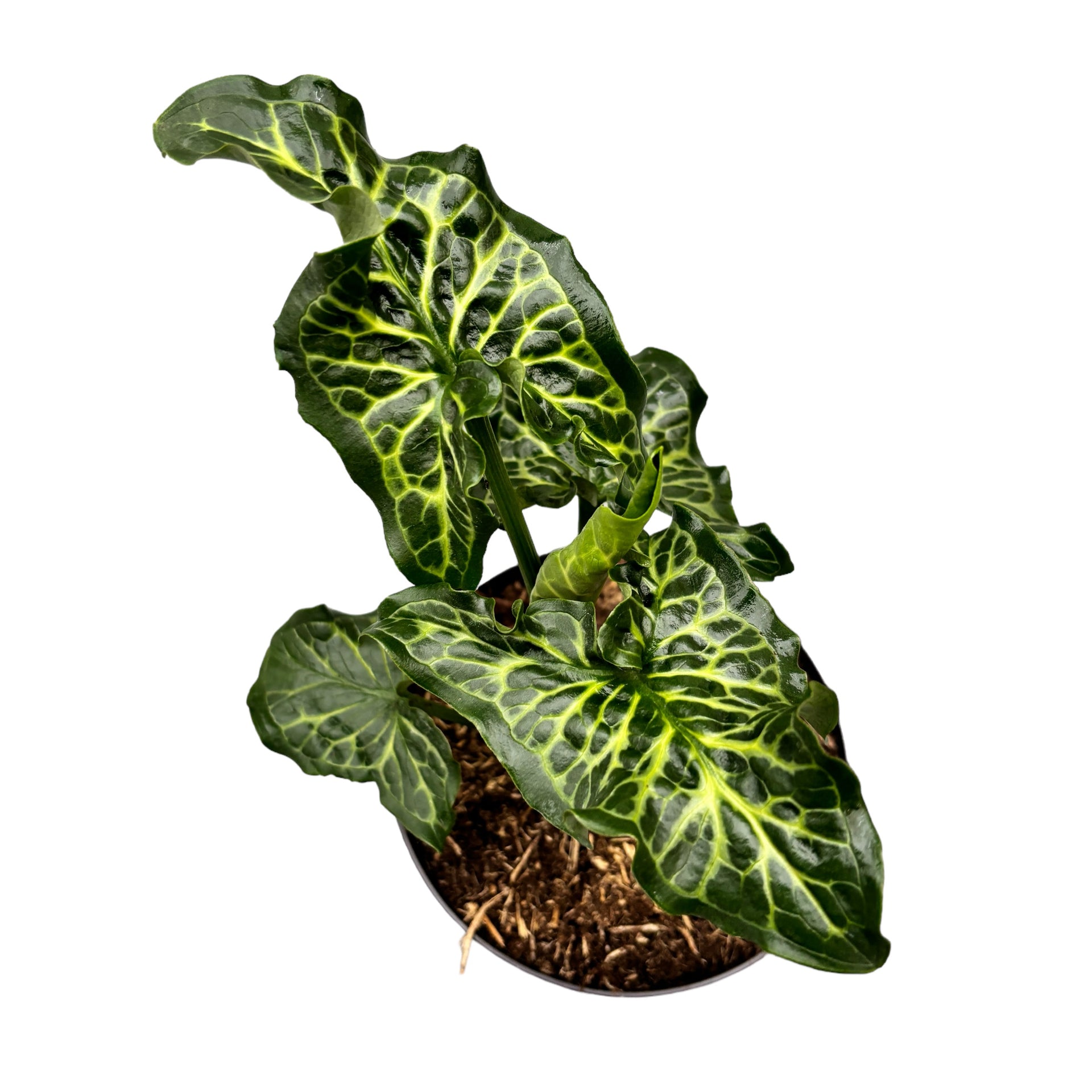 italienischer aronstab zimmerpflanze Arum italicum subsp. italicum 'Marmoratum' – Secret Garden Plant Shop