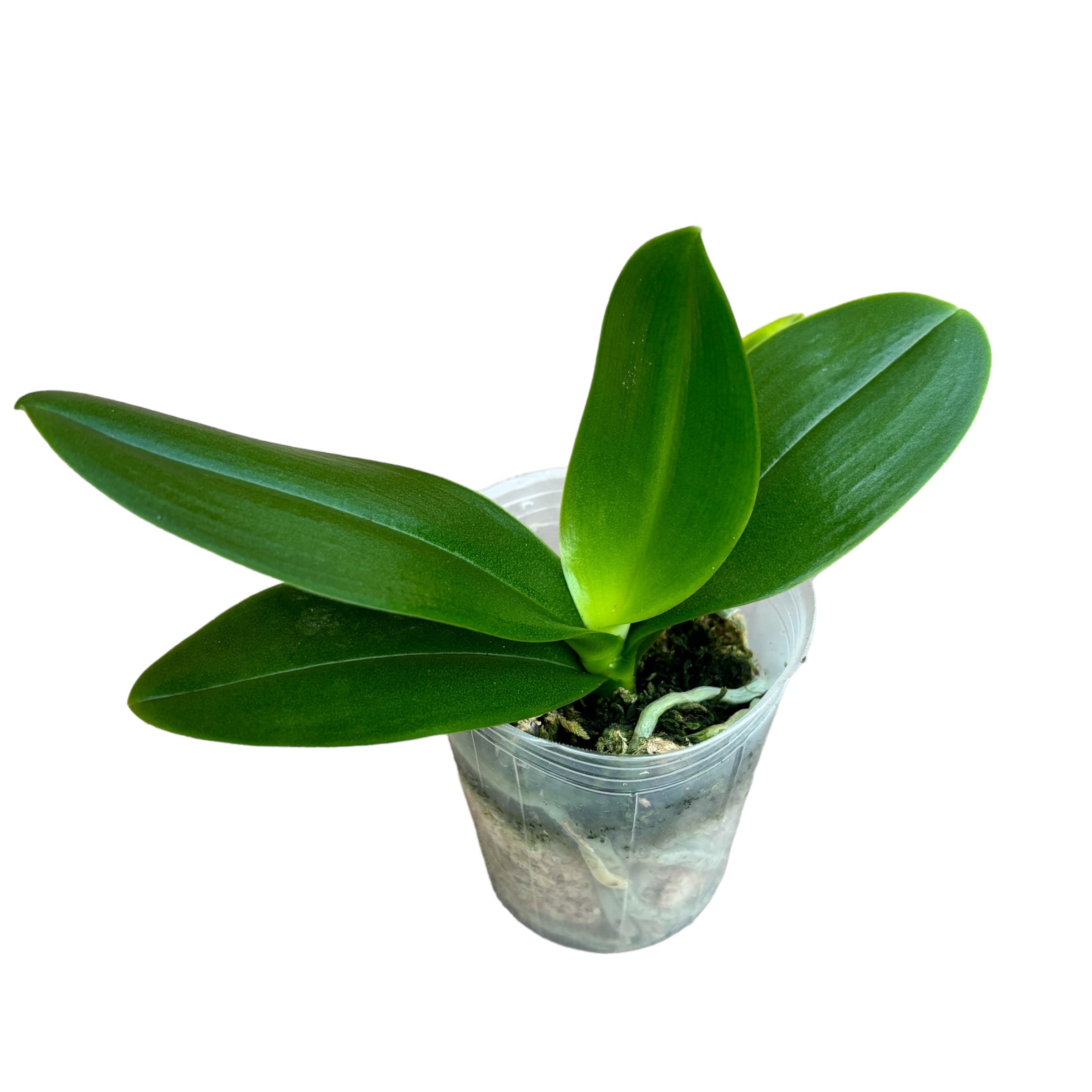 Phalaenopsis Miki Ange Rose