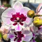 Phalaenopsis Aladdin (Lioulin Hot Lip) *big lip
