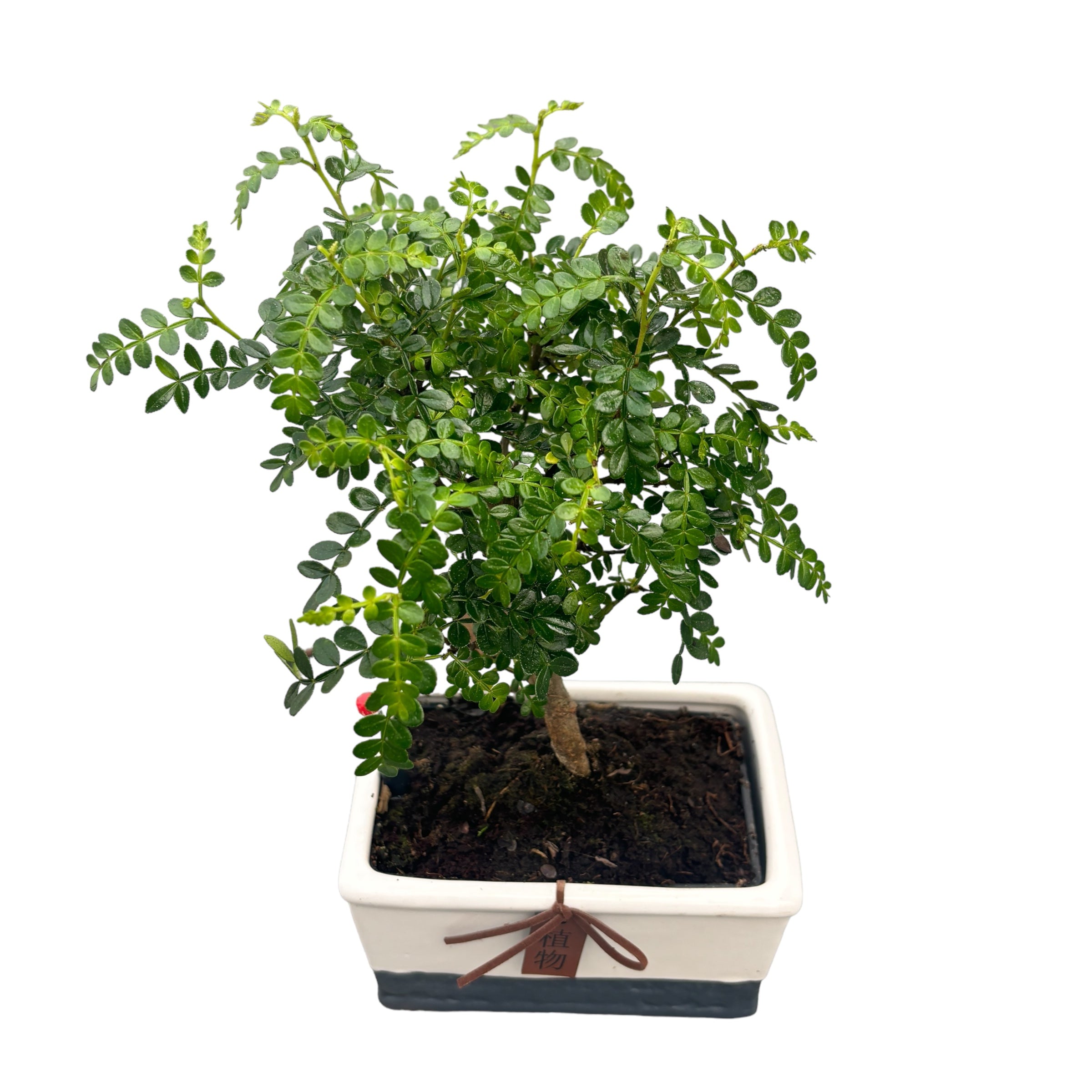 Bonsai Zanthoxylum (watersystem)