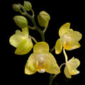 Phalaenopsis Sunny Shore pelorica
