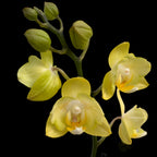 Phalaenopsis Sunny Shore pelorica