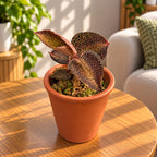 Anoectochilus roxburghii 'Gold Bar' - (Jewel Orchid) - jewel orchid
