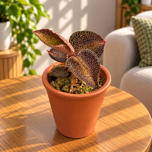 Anoectochilus roxburghii 'Gold Bar' - (Драгоценна орхидея) - бижу орхидея