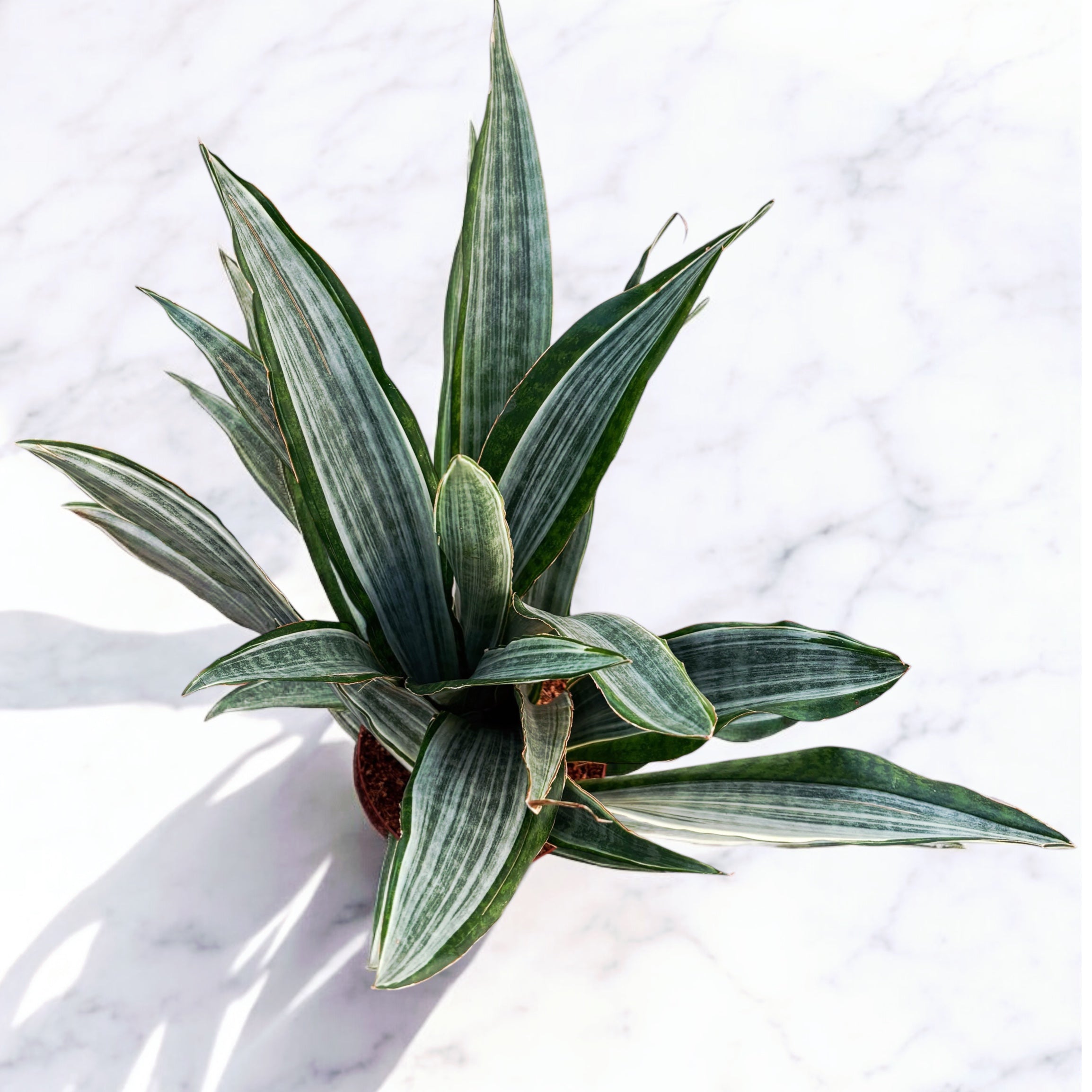 Sansevieria 'Aubrytiana Marlowe'