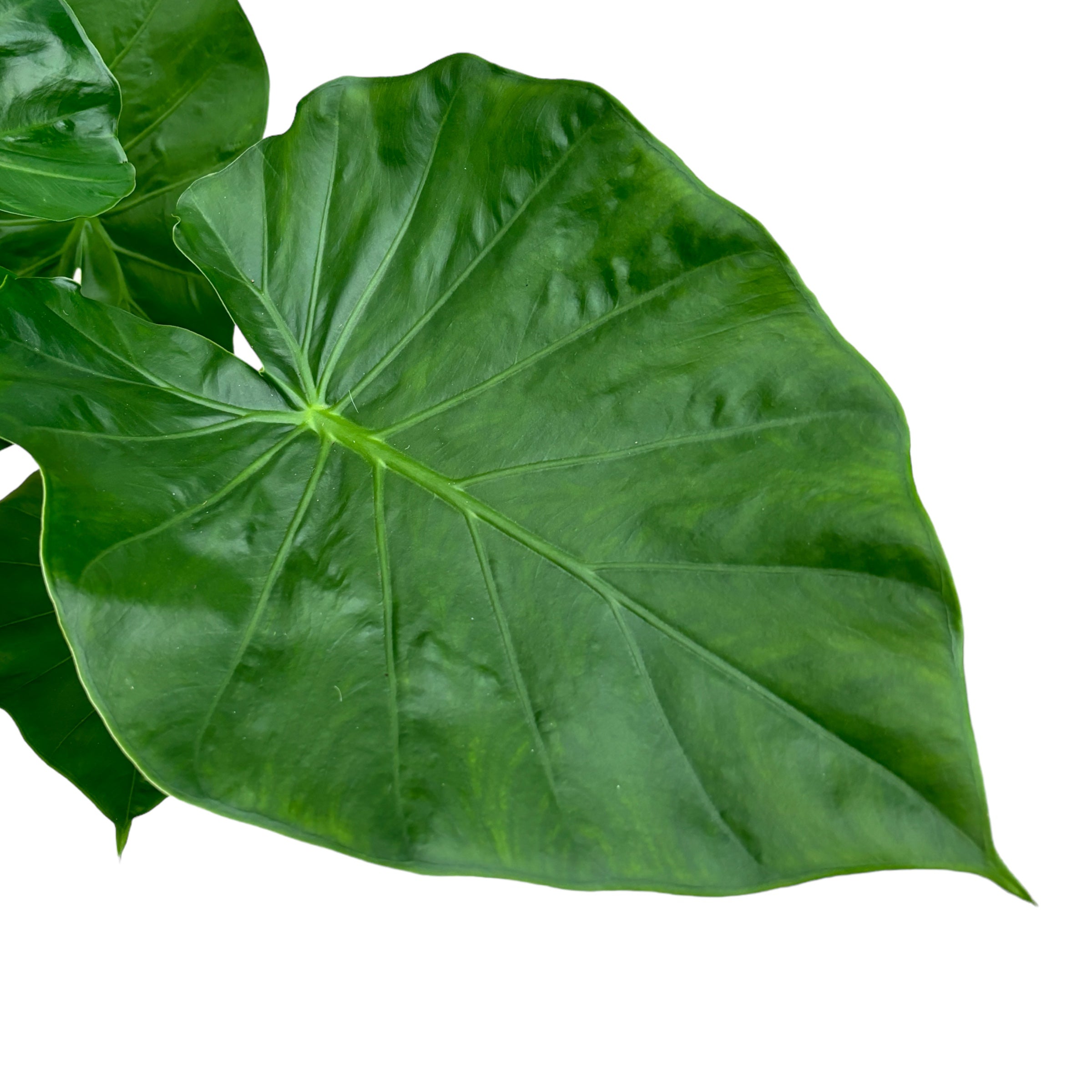 Alocasia macrorrhiza 'Giant Taro'
