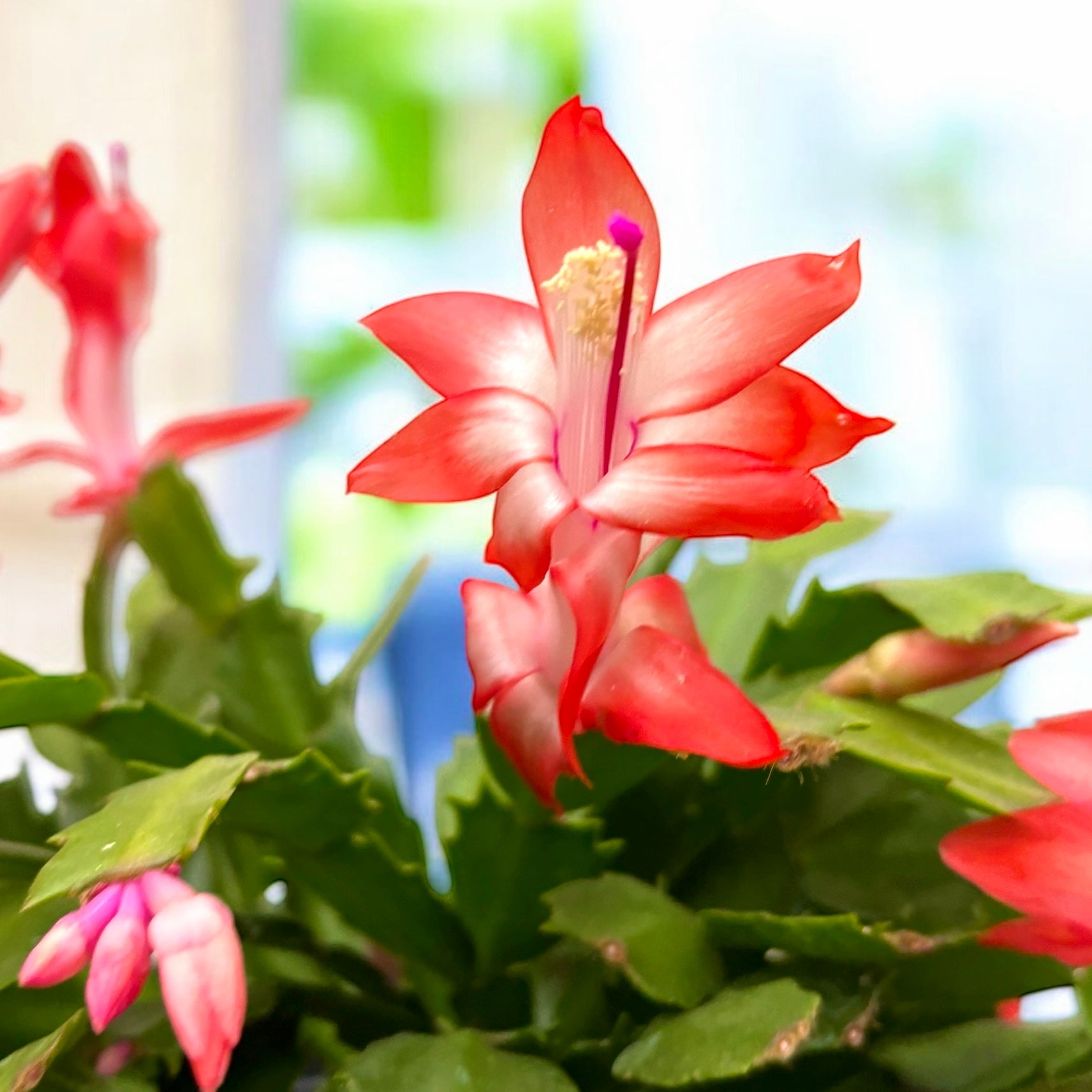 Schlumbergera portocalie ‘Orange Flame’ (Craciunita) - exemplare XL