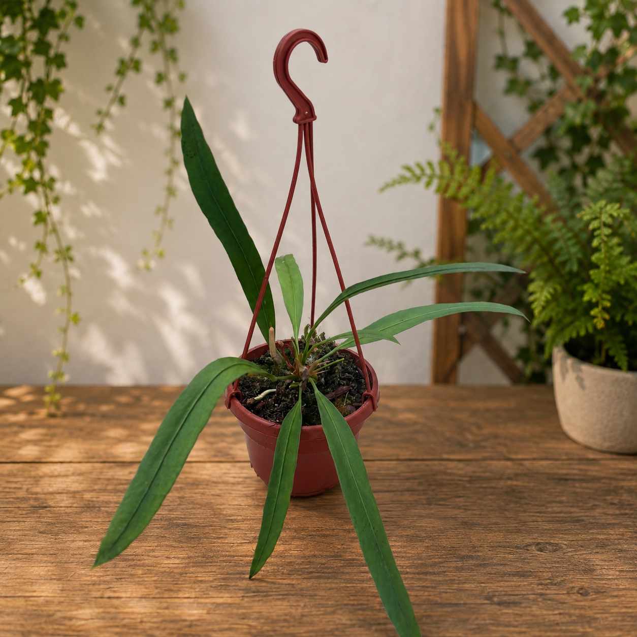 Anthurium vittarifolium XL