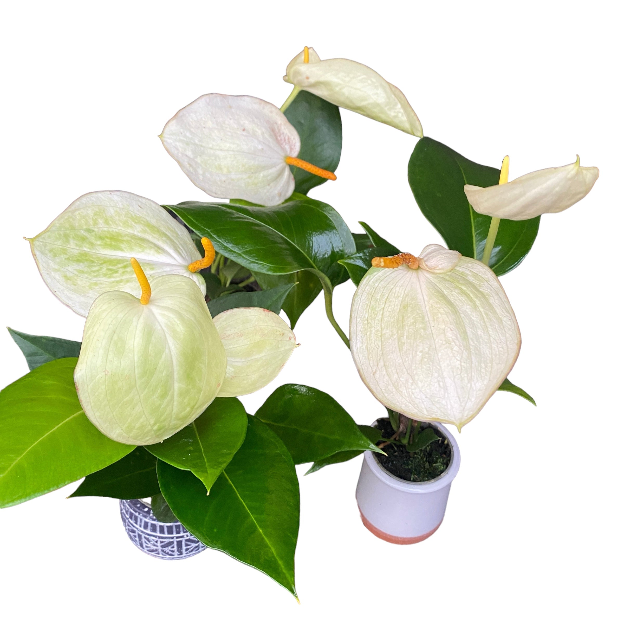 anthurium alb Anthurium Scherzerianum White Roxette – Secret Garden Plant Shop