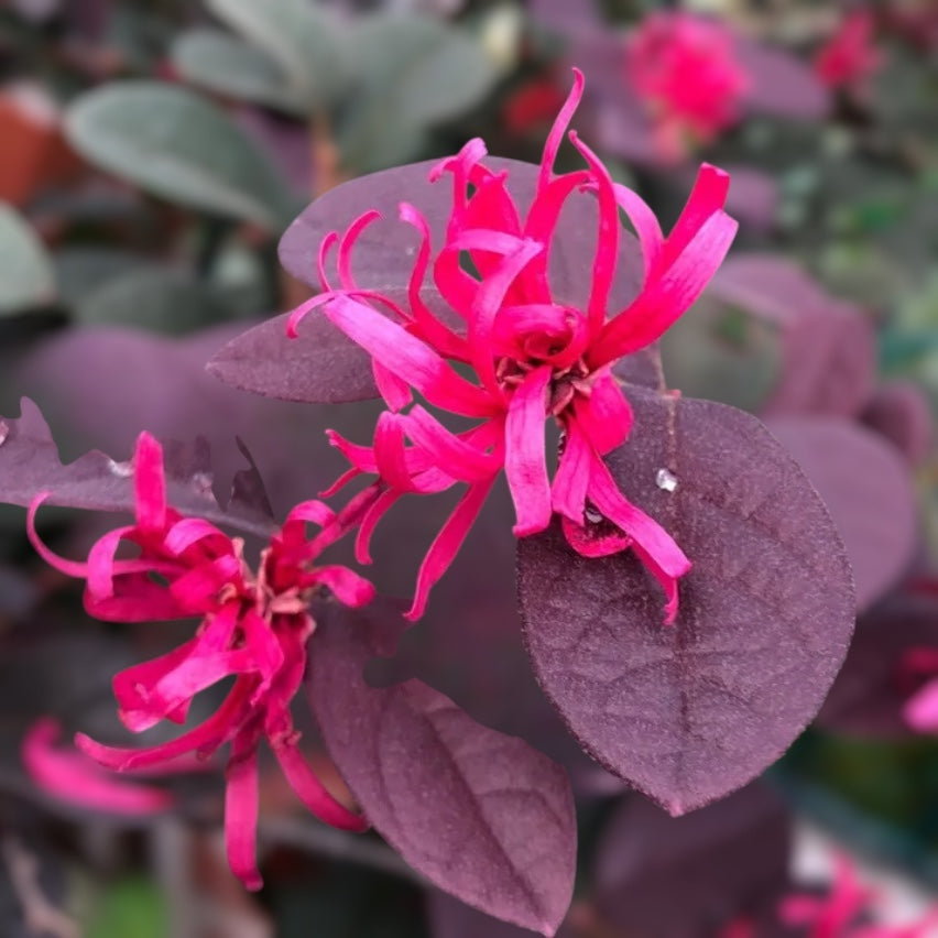 Loropetalum chinense ‘Fire Dance’ - arbust cu frunzis purpuriu si flori roz vibrante