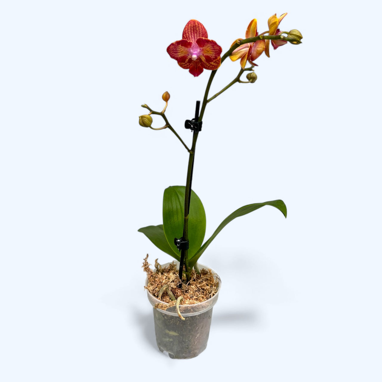 Phalaenopsis Kauai Sunset peloric - Butterfly