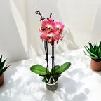 Phalaenopsis Leco Fantastic 
(Dragon Heart)