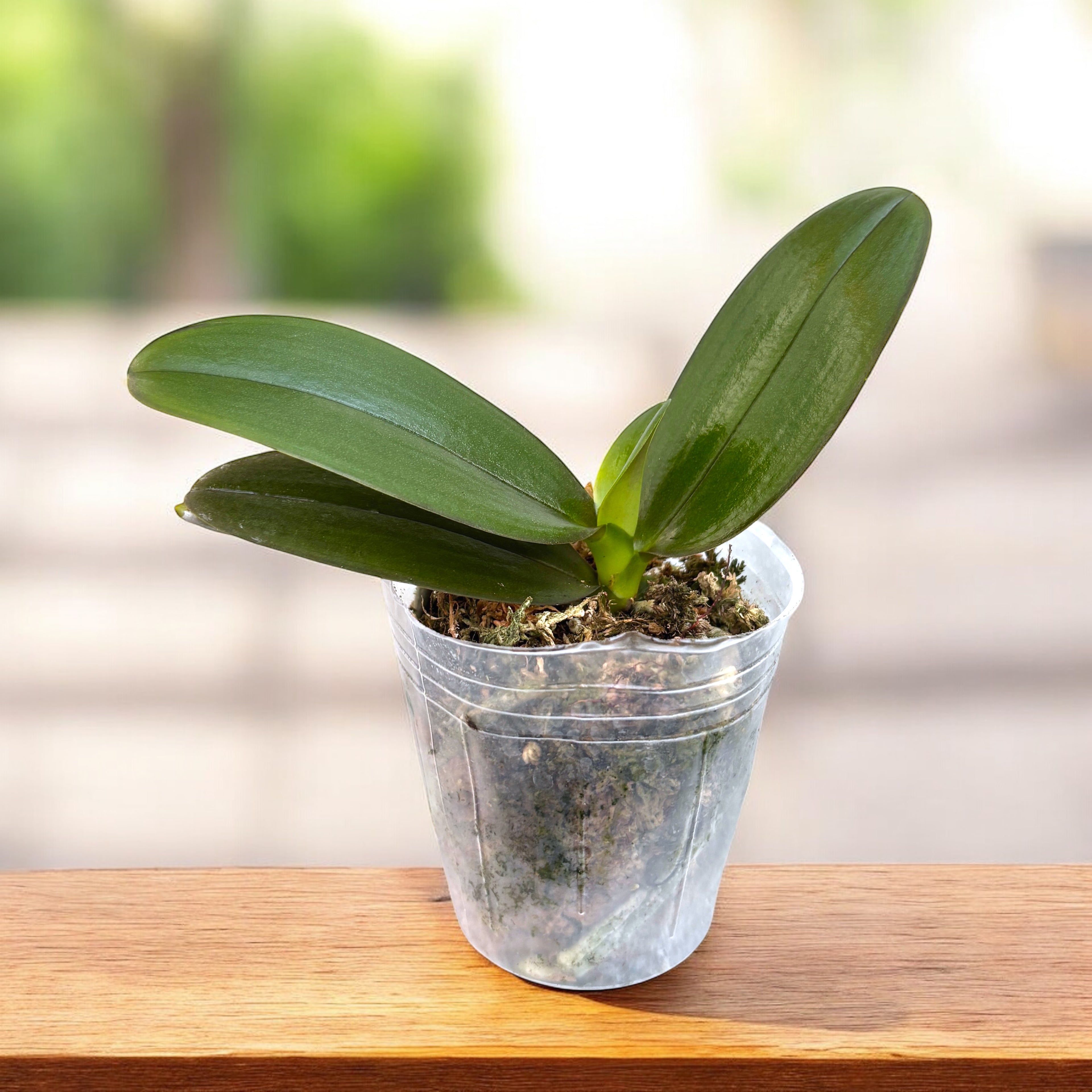 Phalaenopsis Miki Book Boy