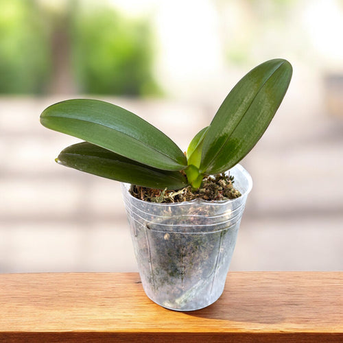 Phalaenopsis Miki Book Fiú