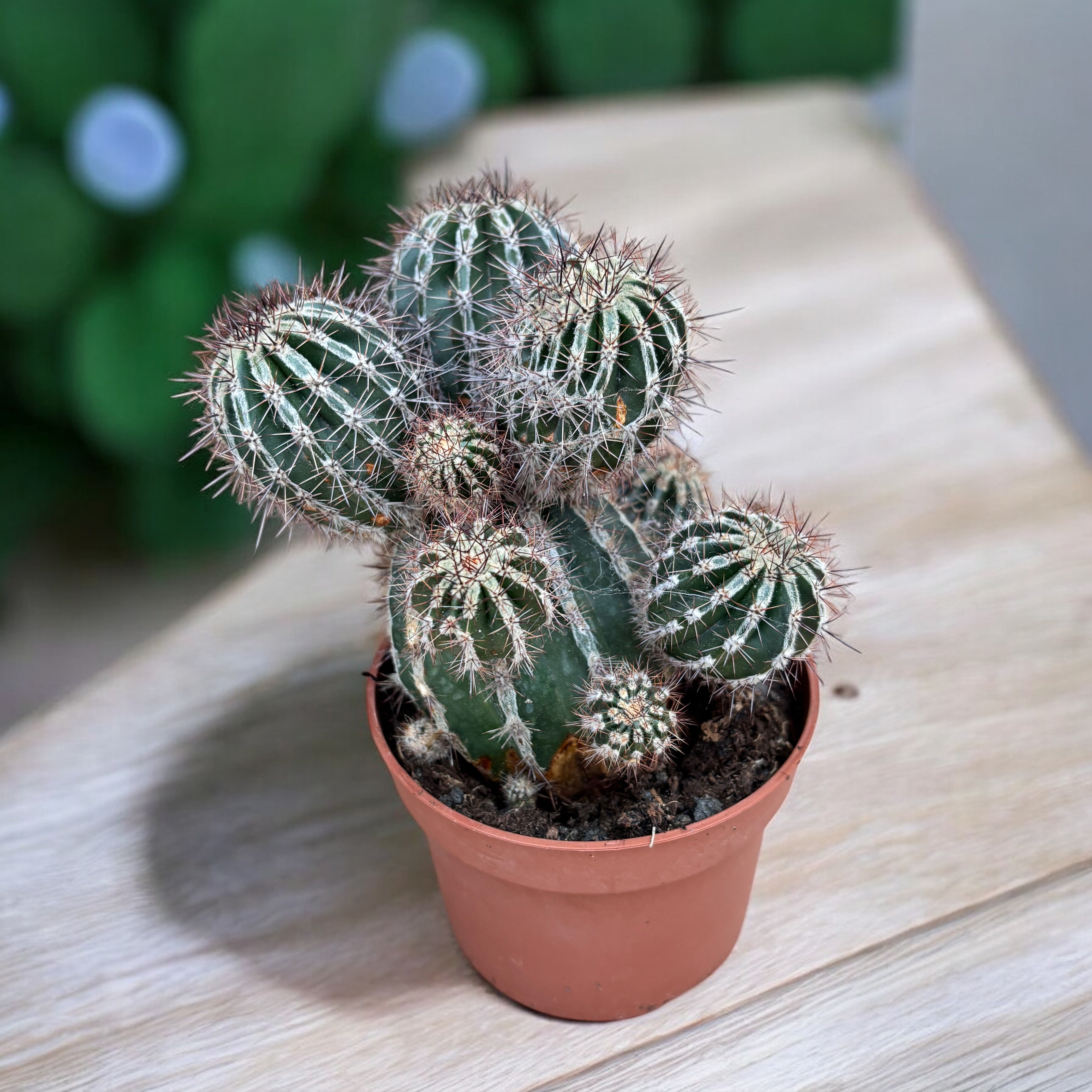 花 maru.2725 Echinopsis haku-jo maru – Cactus globulaire décoratif avec des