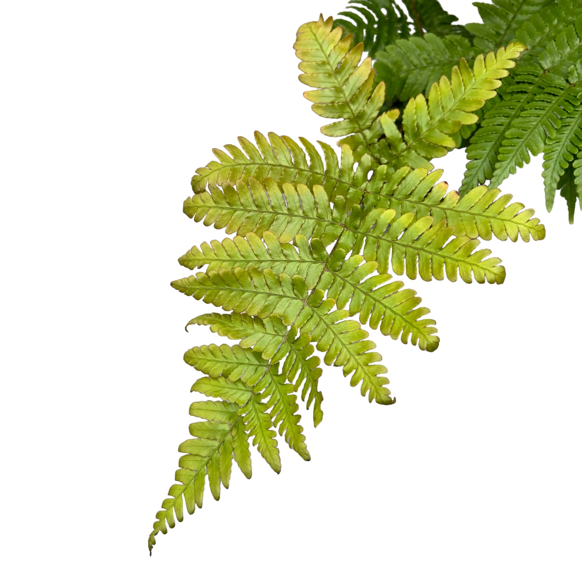 Feriga de gradina - Dryopteris erythrosora (Autumn Fern, Japanese Wood Fern)