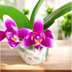Phalaenopsis Vio Vio 'Cat Face' (pélorique) - intensément parfumé