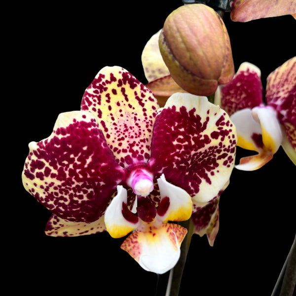 Phalaenopsis 'Limited #137'