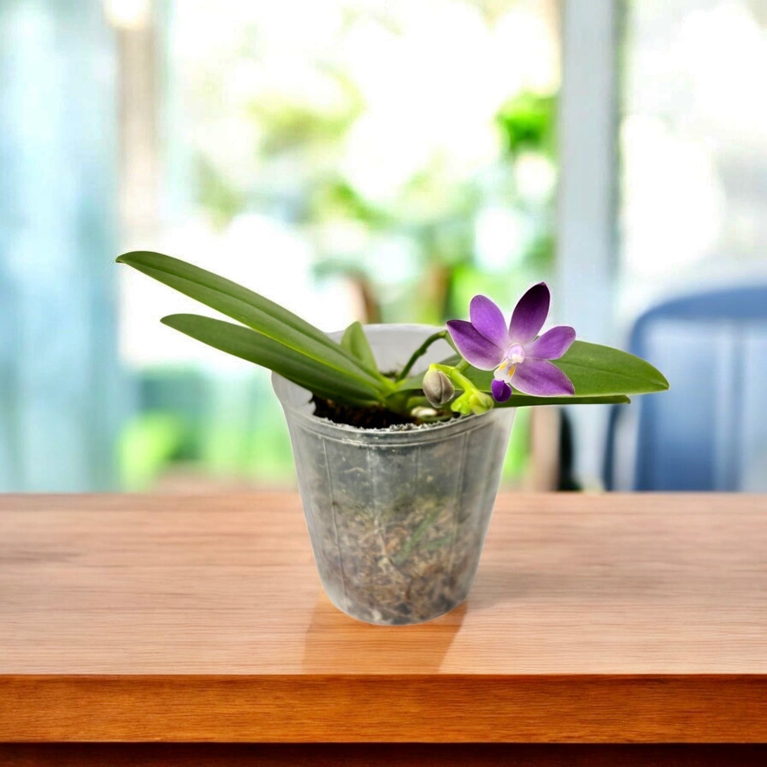 Phalaenopsis Purple Martin var. blue - parfumata