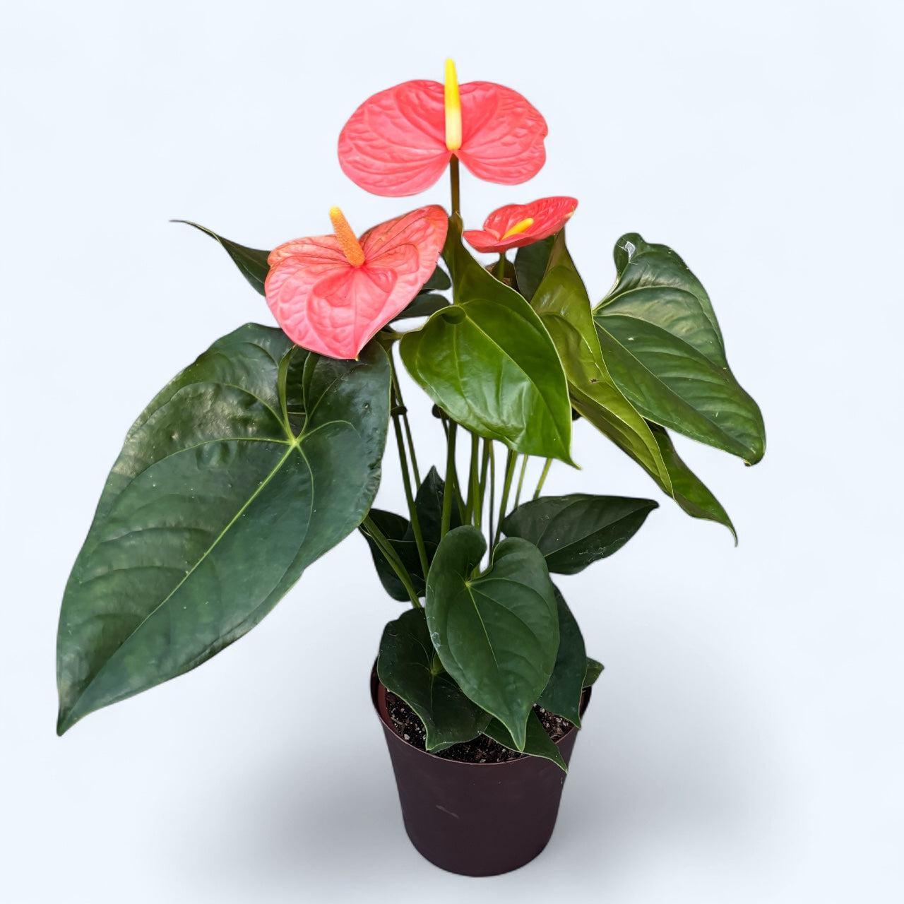 Anthurium ‘Princess of Orange’ – regal tropical in nuante calde de portocaliu si coral