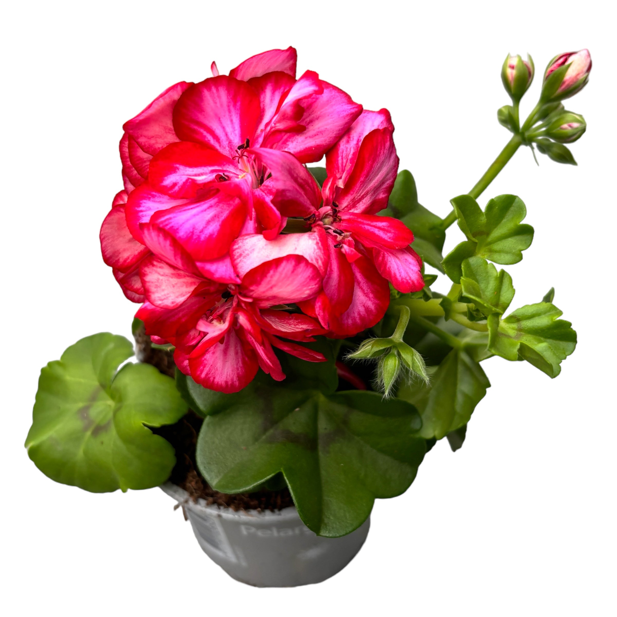 Pelargonium peltatum ‘Longlife Double Rouletta’ - muscata cu flori duble roz cu alb, inflorire indelungata si rezistenta