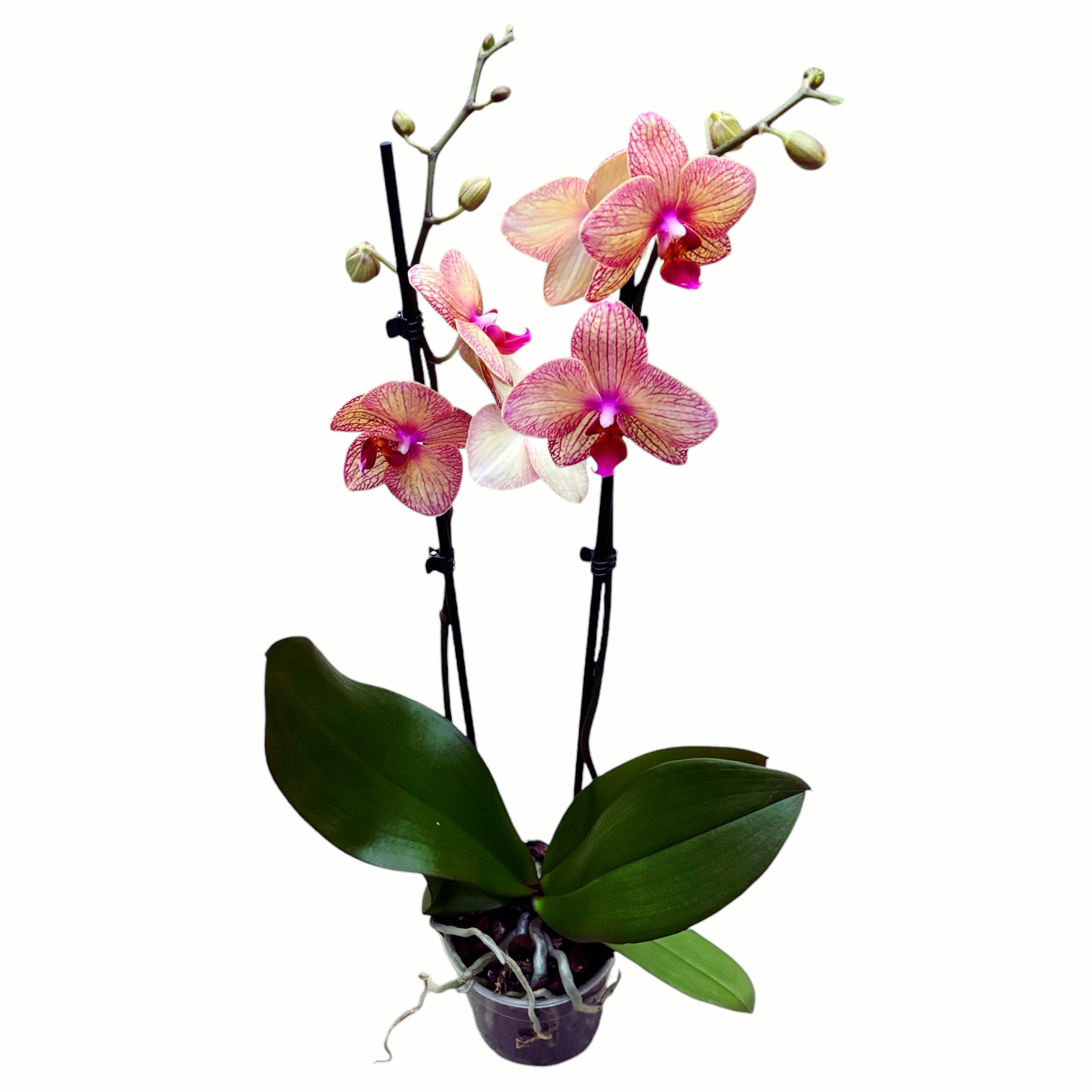 Phalaenopsis 'Anke'
