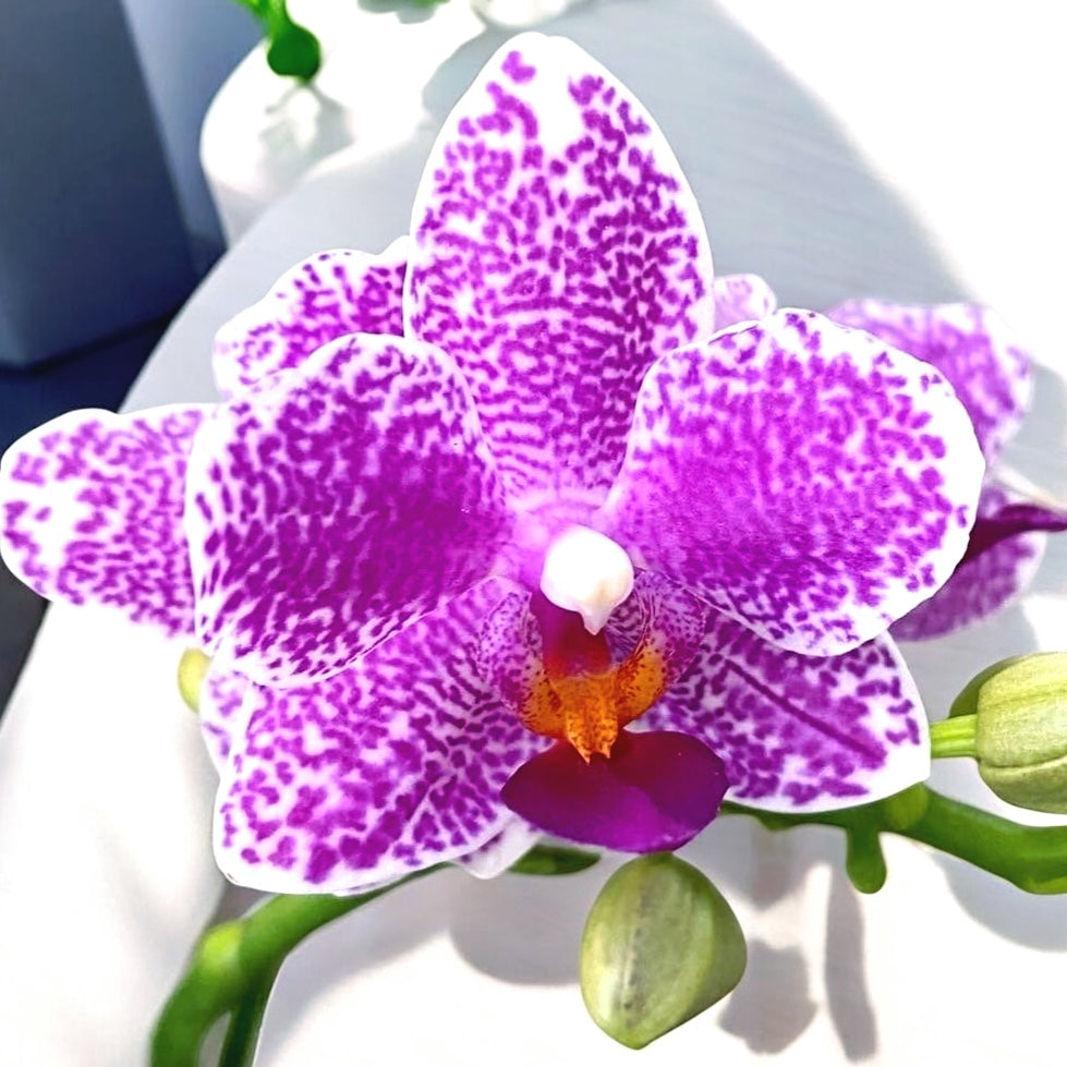 Phalaenopsis Hualien Pink Galaxy *fragrant