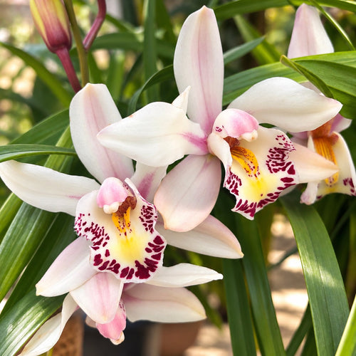 Cymbidium Little Stef