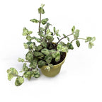 Menta variegata aromata - Mentha suaveolens 'Calixte' - cultura biologica