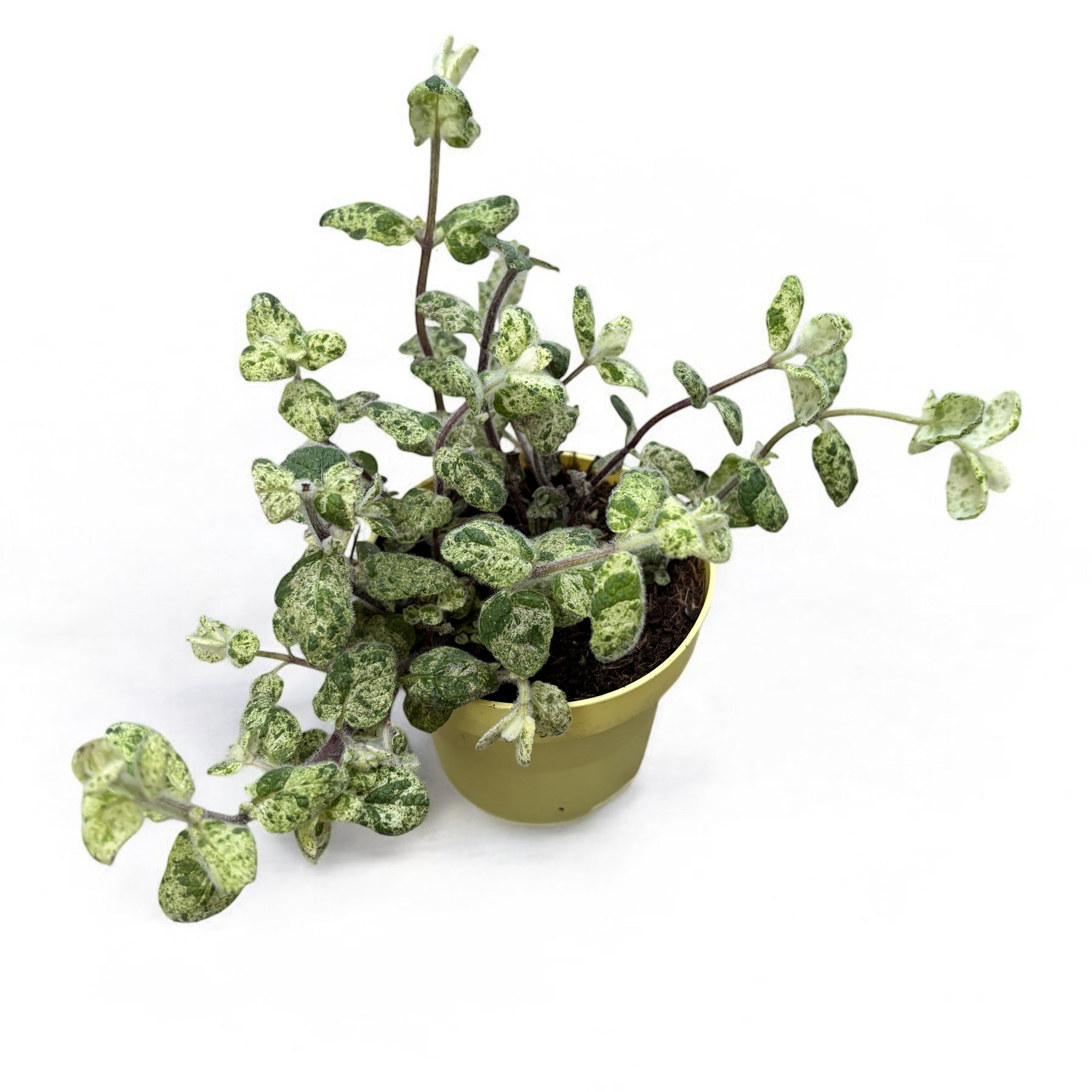 Menta variegata aromata - Mentha suaveolens 'Calixte' - cultura biologica