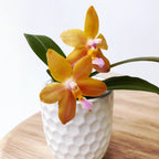 Phalaenopsis Miki Lola Fille Ours Roi '880'