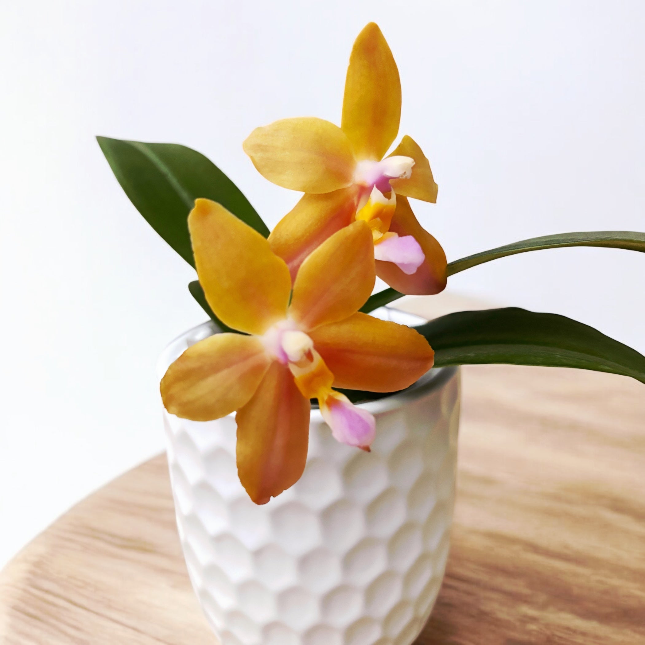 Phalaenopsis Miki Lola Girl Bear King '880'