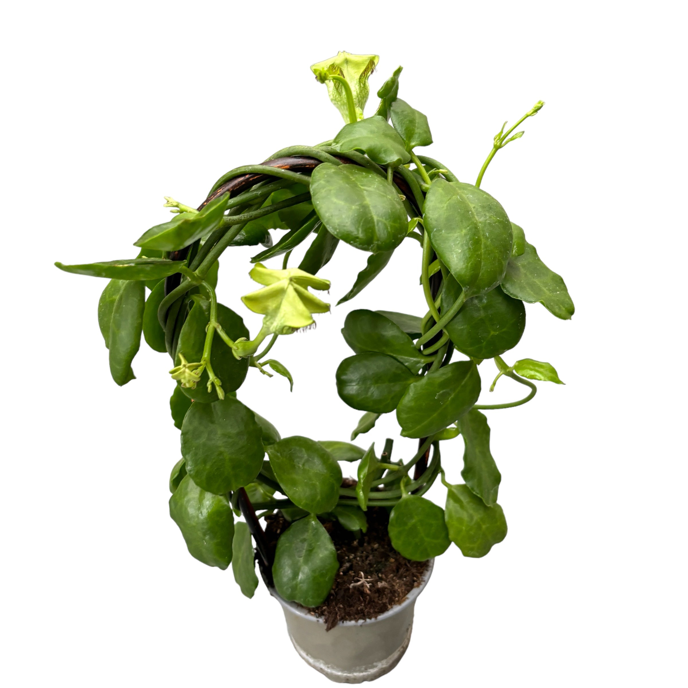 Ceropegia Sandersonii (floarea umbrela, floarea parasuta)