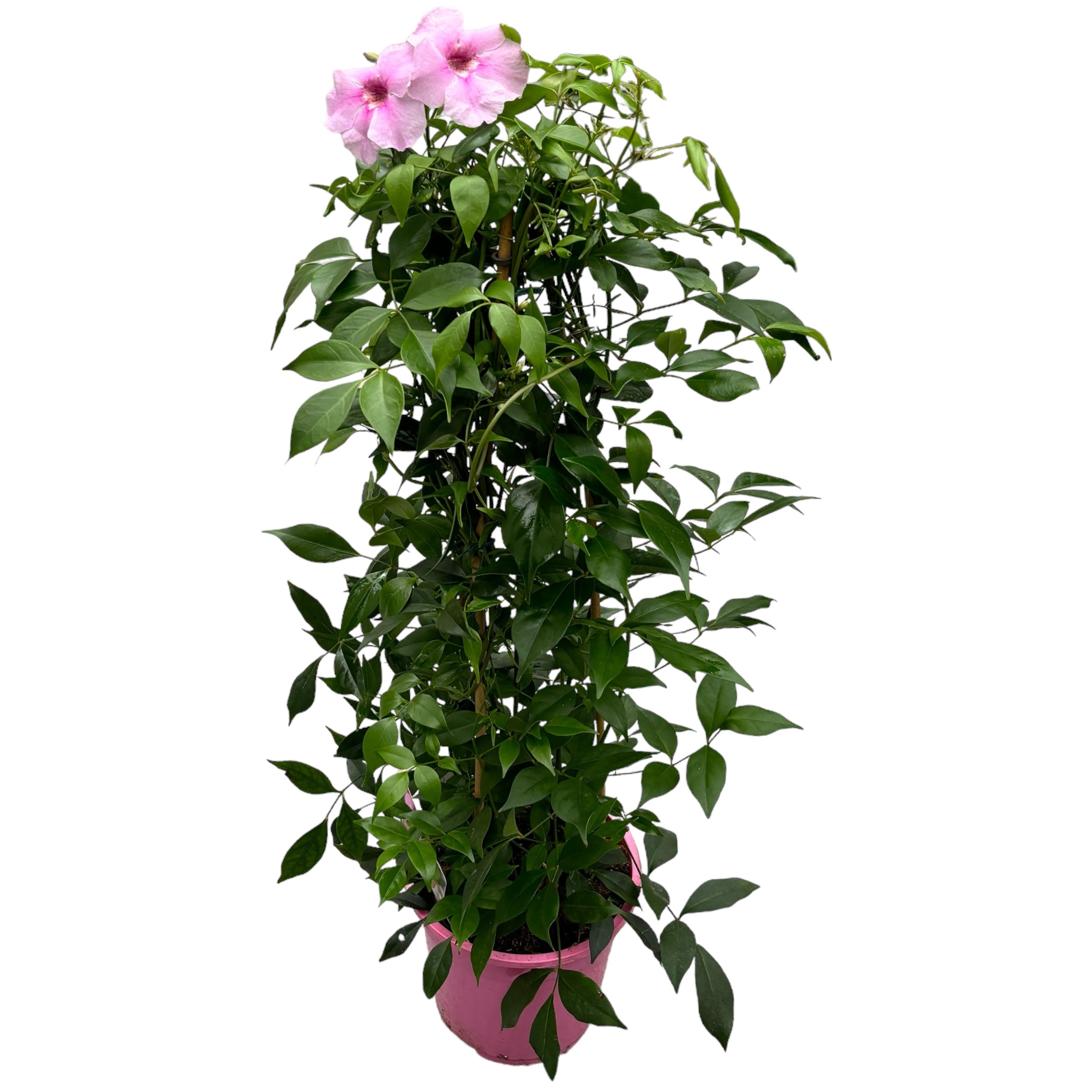 Pandorea jasminoides - flori parfumate (2 plante/ghiveci) - Exemplare XL