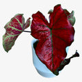 Caladium 'Valentina'