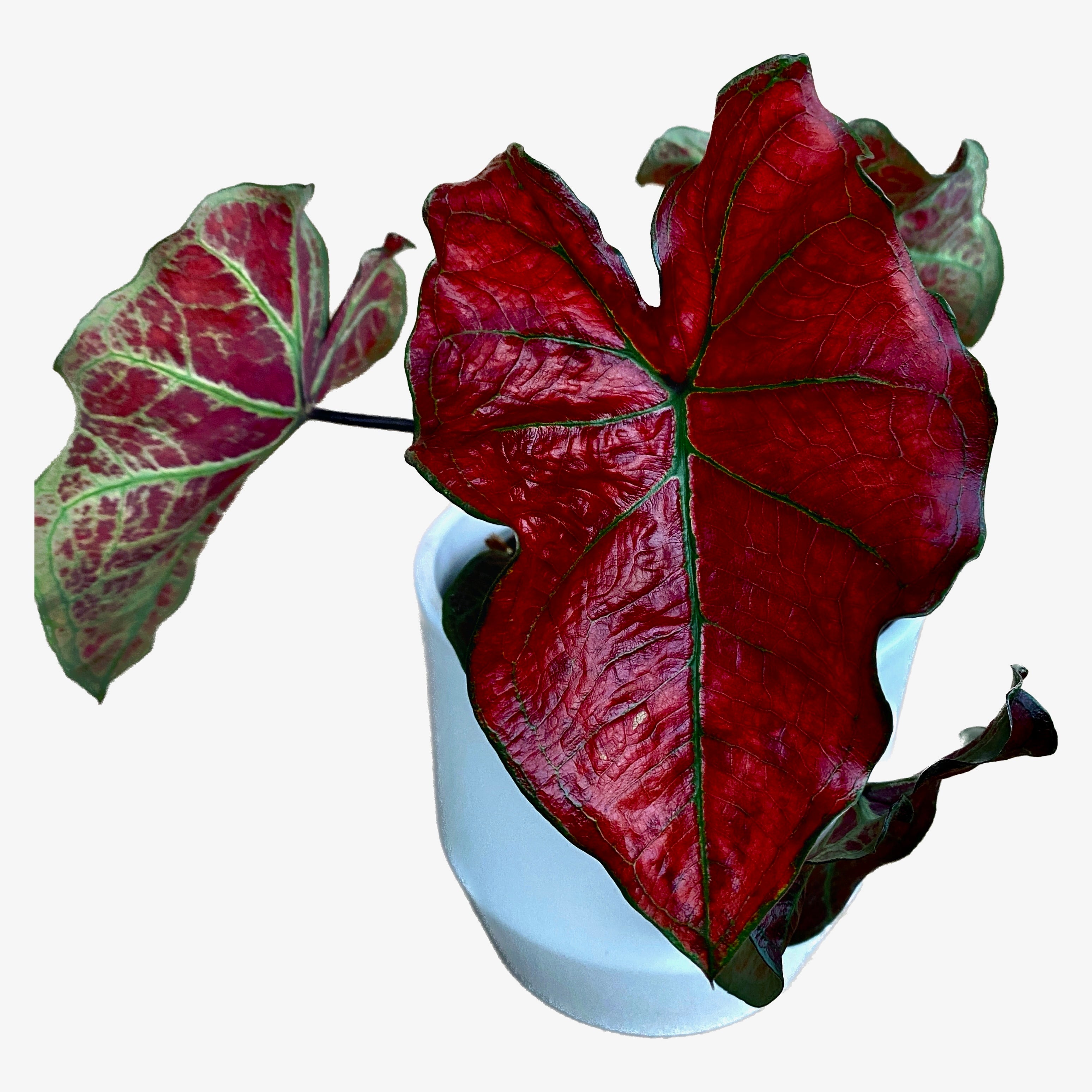 Caladium 'Valentina'